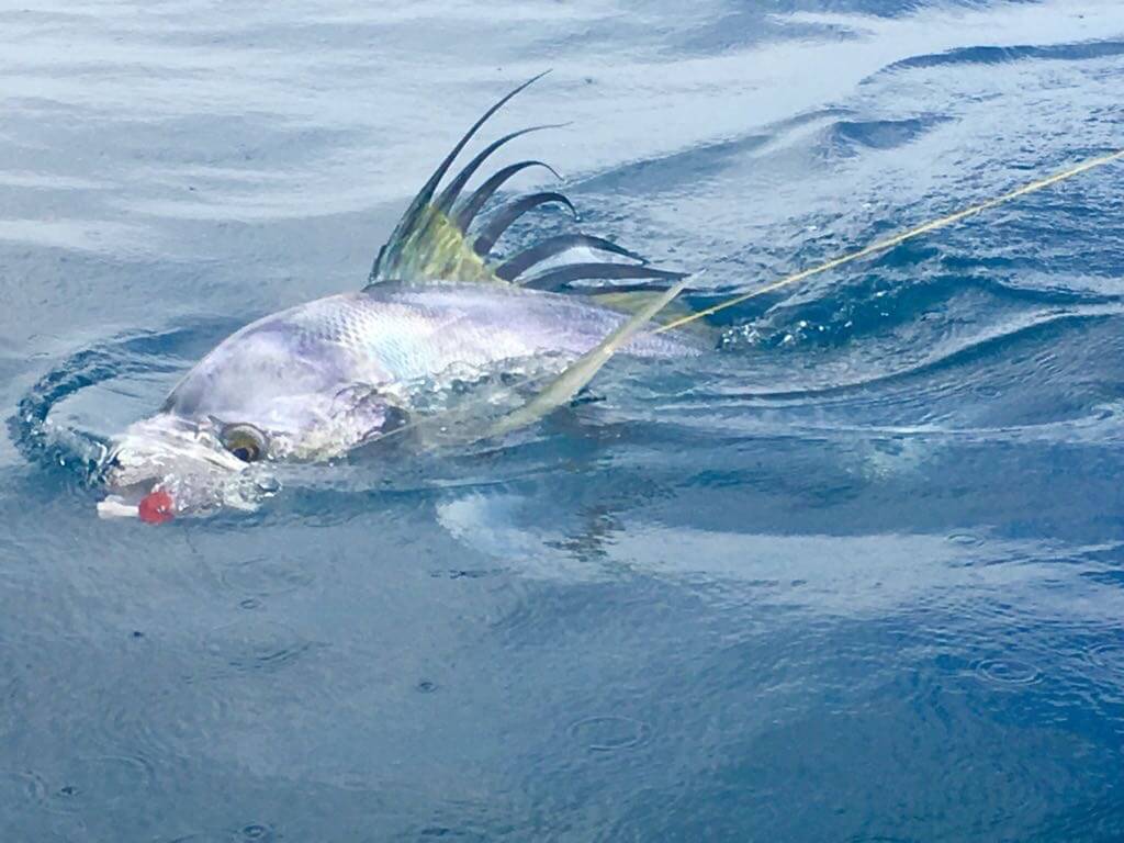 reeling in a panama trophy fish