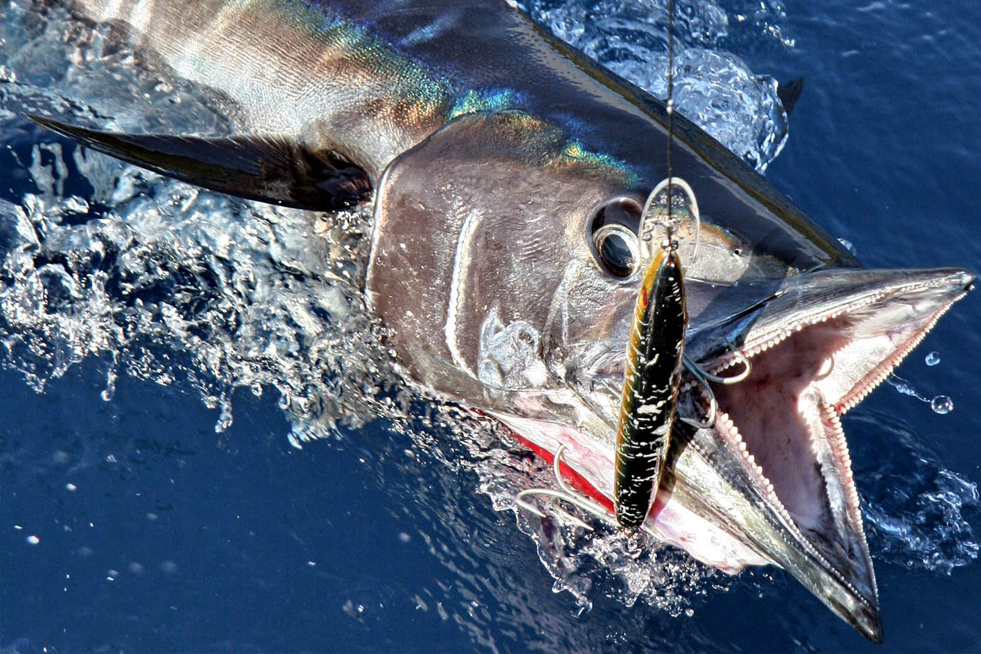 panama yacht and fishing club