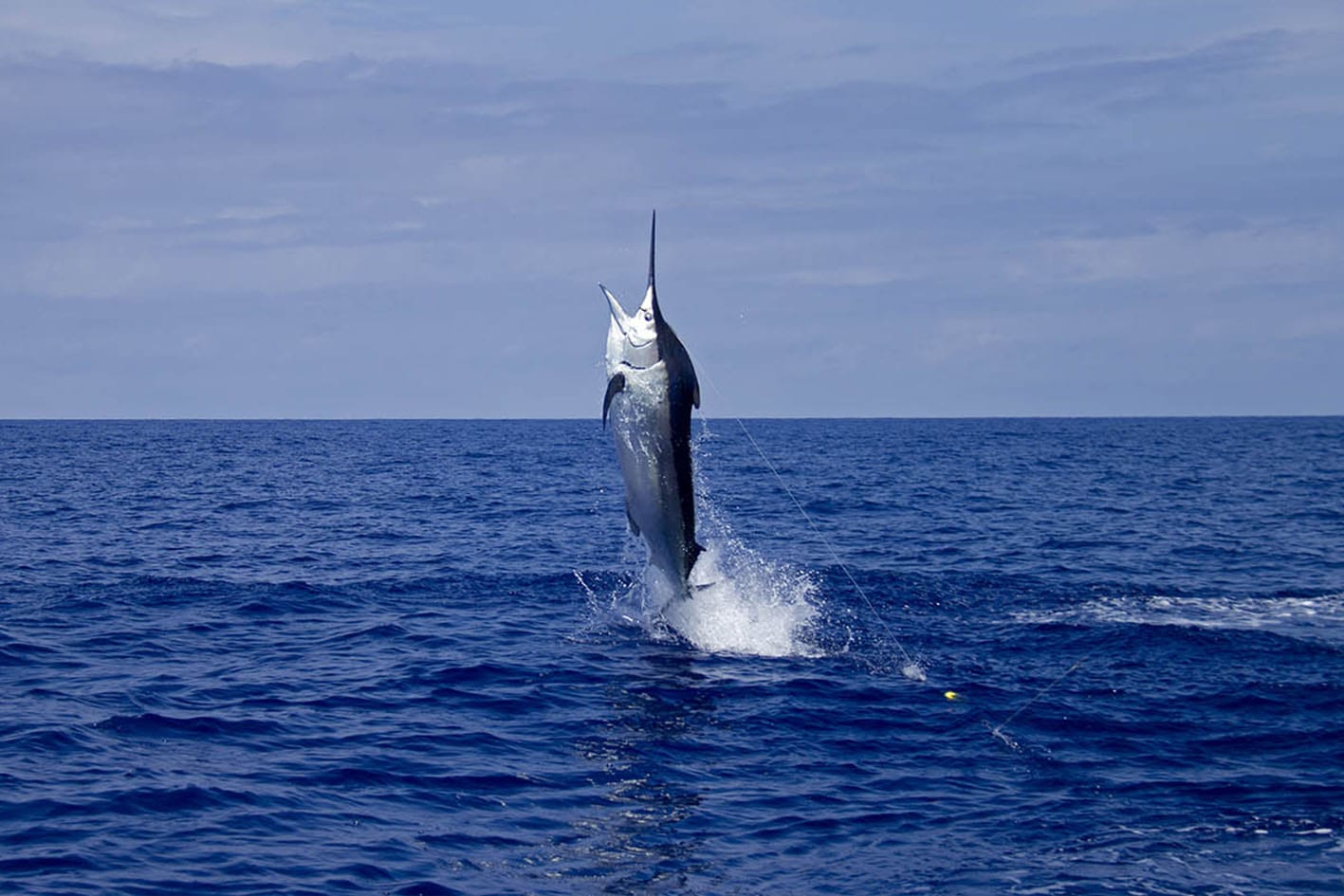 Panama Sport Fishing