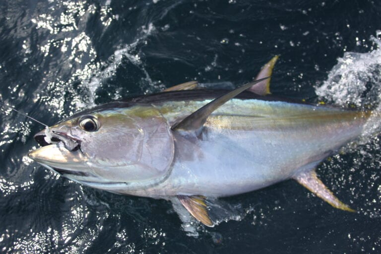 Different Types of Tuna – Characteristics, Taste, Cost and More