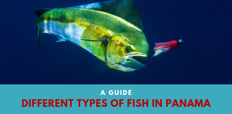 A Guide | Different Types of Fish in Panama