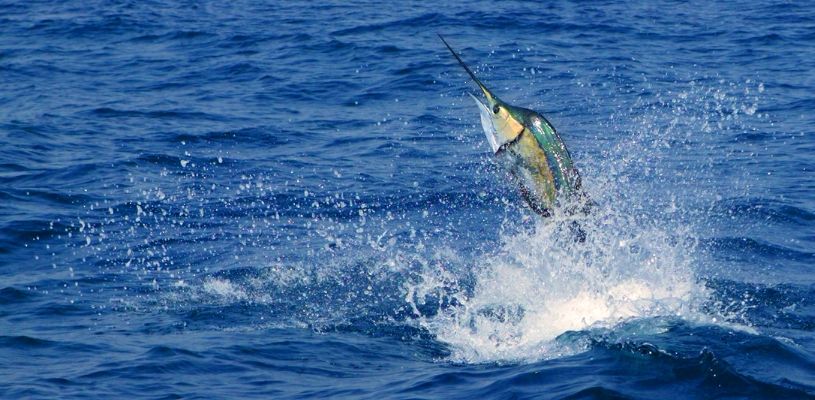Marlin Fishing: How to Prepare for Your Trip to Panama