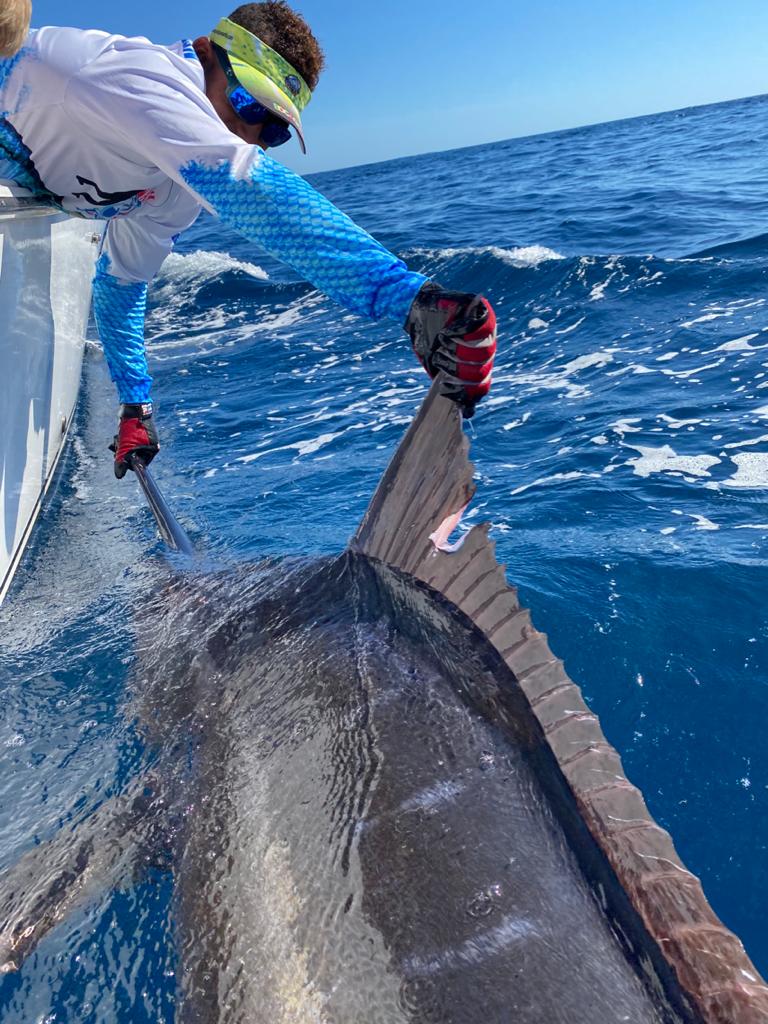 What's the Difference Between Blue Marlin and Black Marlin - Fish Panama  Today