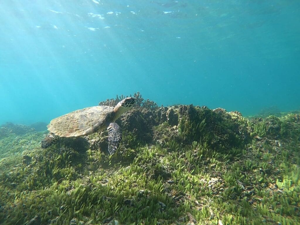 Panama dive packages