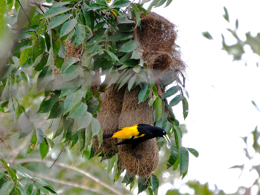 Panama bird watching