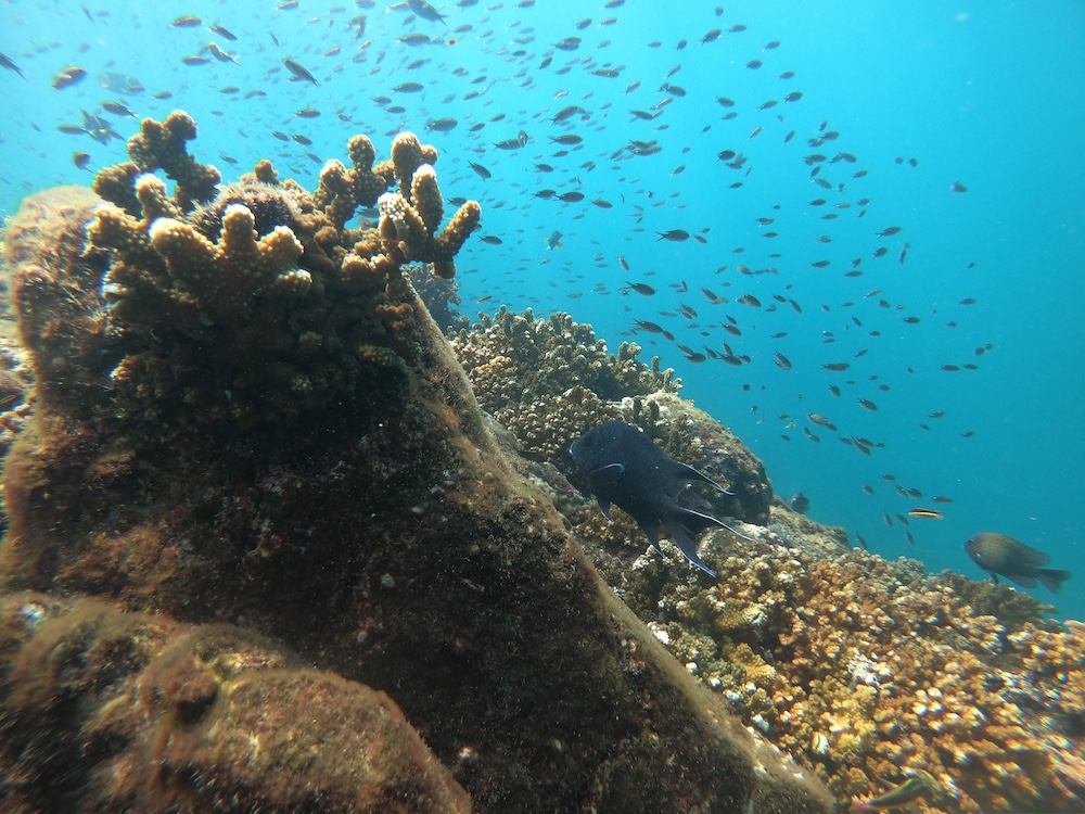 diving panama