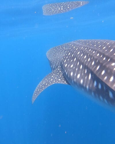 whale shark panama