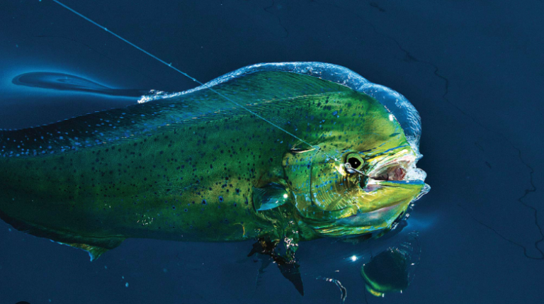 Dorado Fish – Characteristics and Where to Find Them