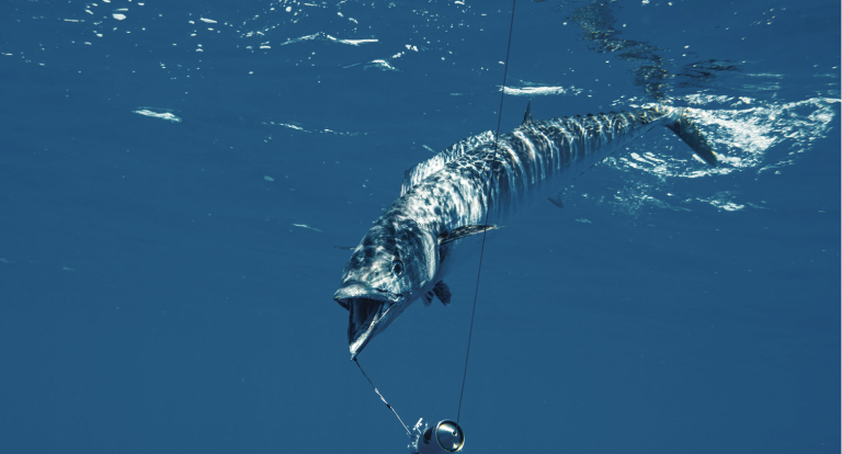 Is Wahoo Good for Eating?