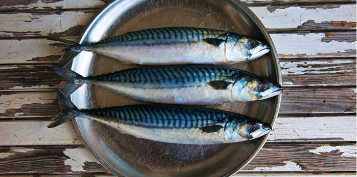 types of mackerel fish