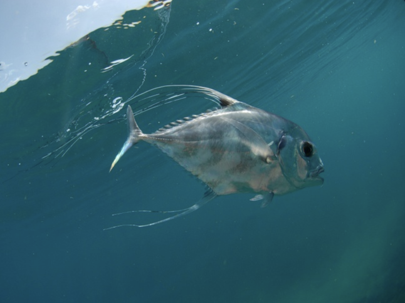 juvenile african pompano