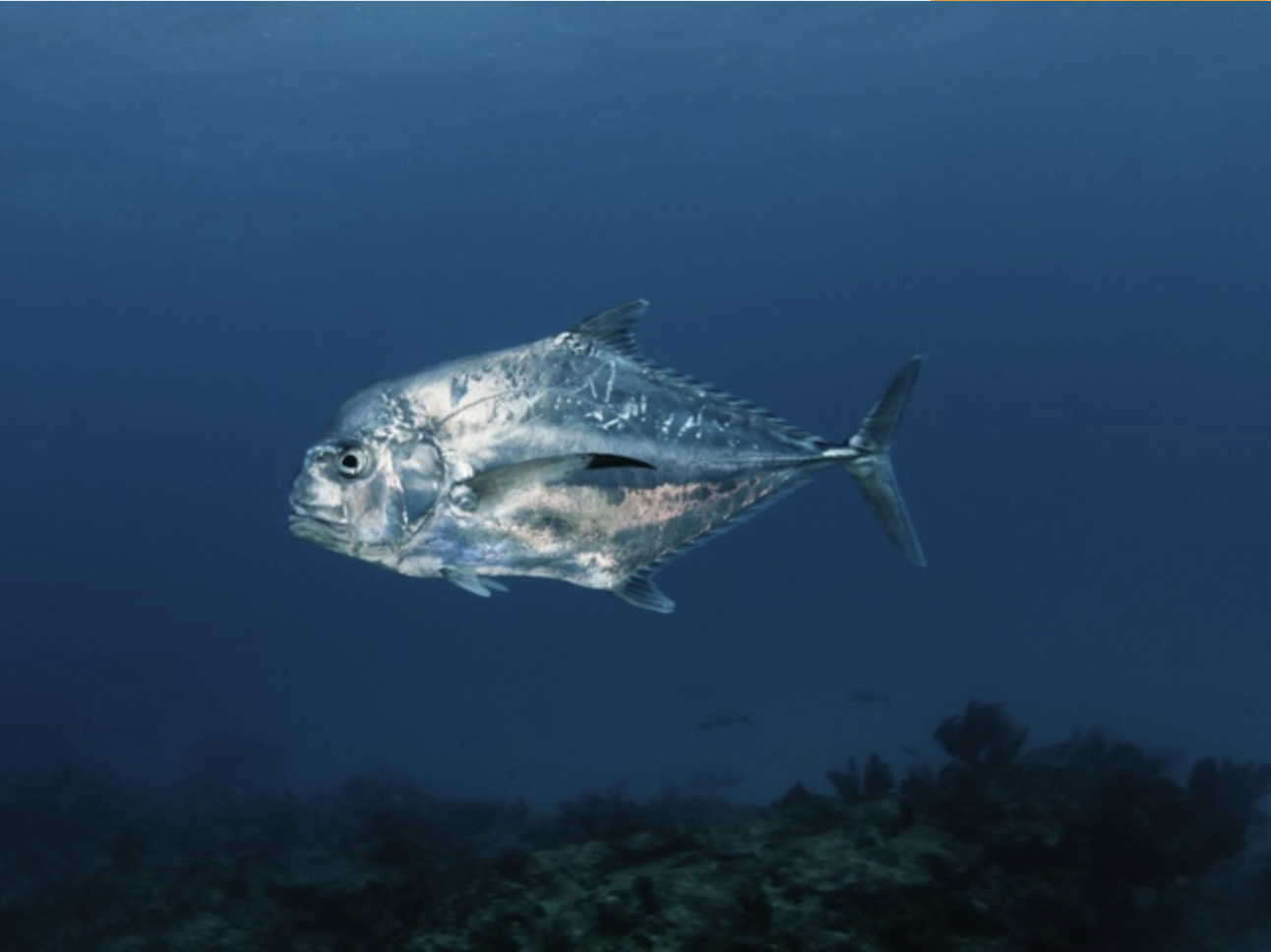 african pompano panama