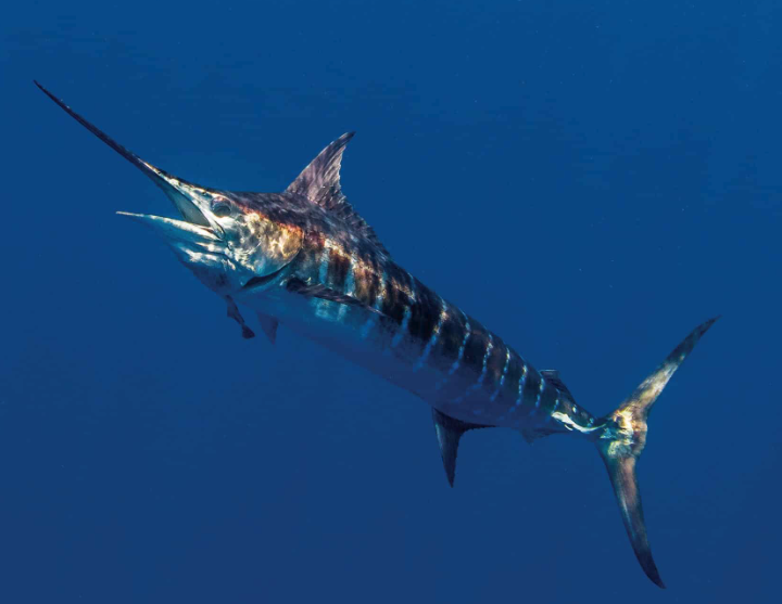 Best Marlin Fishing in the World: Top 4 Destinations in 2024