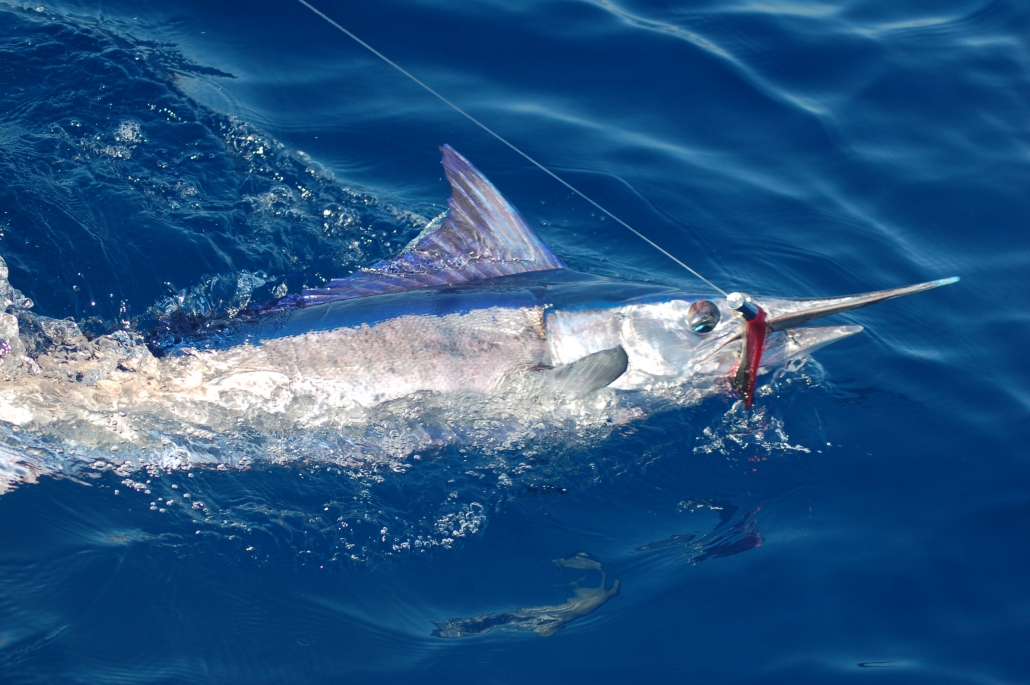 spearfish billfish panama