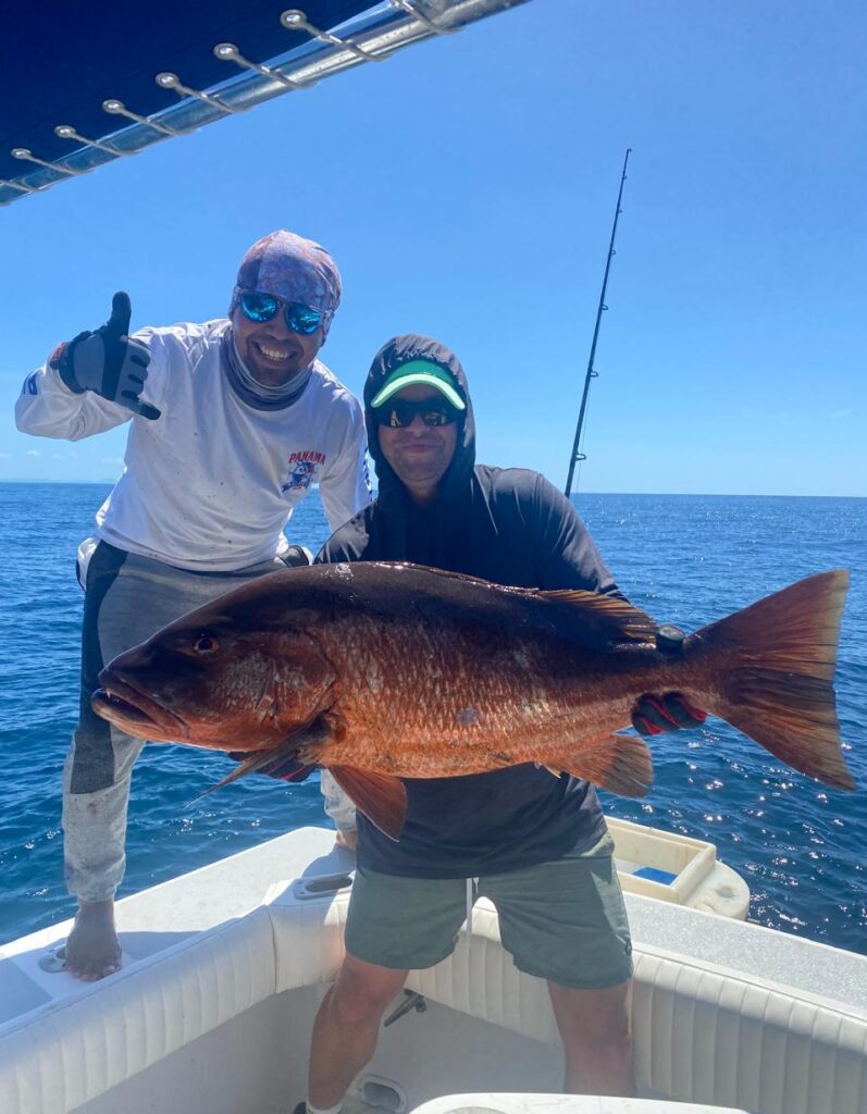 large cubera snapper
