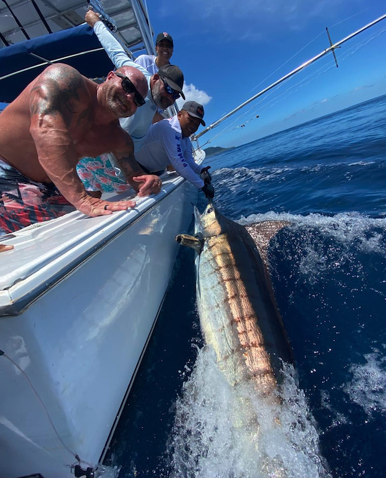blue marlin montuosa