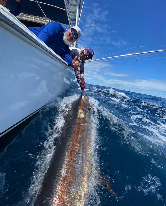 blue marlin in panama montuosa