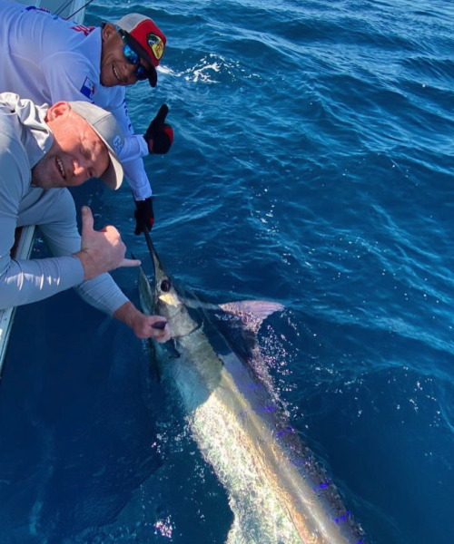 marlin
