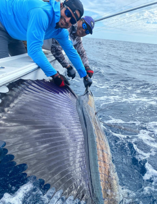 sailfish montuosa