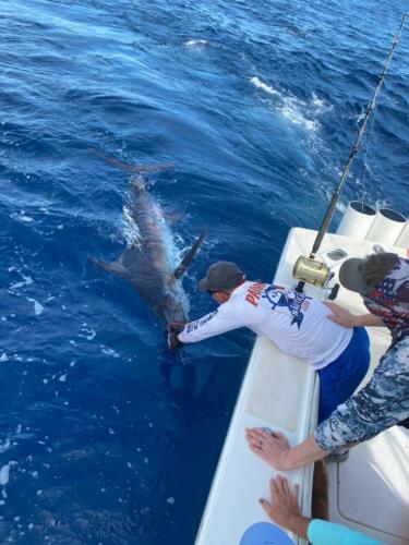 Panama Nautical Club Marlin Action